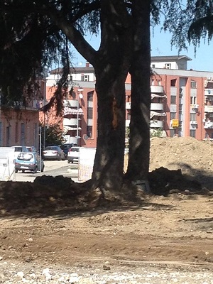 I lavori di Piazza San Modesto stanno danneggiando gli alberi per imperizia degli operai