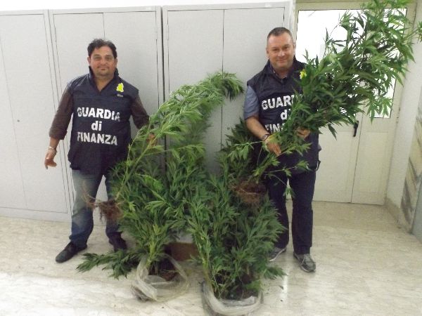 La Guardia di Finanza sequestra una piantagione di marijuana in località Cesine del comune di San Giorgio del Sannio.