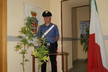 Pontelandolfo: I Carabinieri sequestrano 4 piante di canapa indiana.