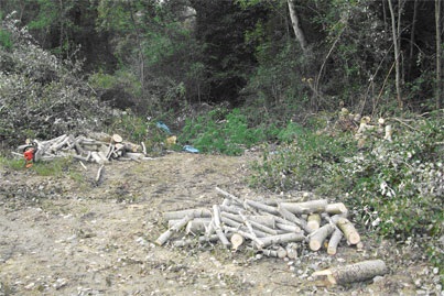 Cusano Mutri, Corpo Forestale dello Stato:beccati a tagliare alberi e trafugare legna nel Parco del Matese.