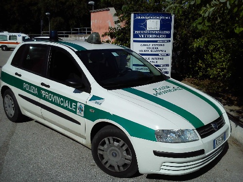 Benevento,Polizia Provinciale: Espianto di Organo per un Falco Pellegrino.