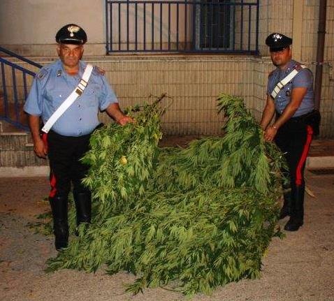 Durazzano arrestato per coltivazione di Marihuana e altro