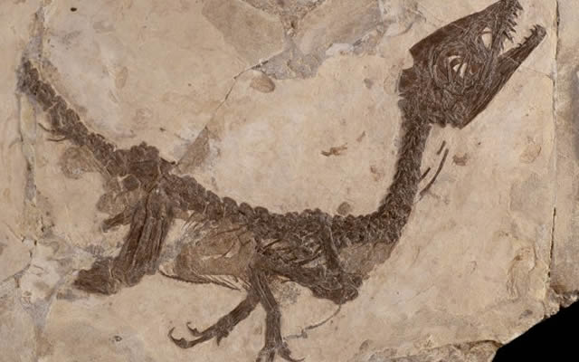Perché non riportare il dinosauro “Ciro” a Pietraroja ?