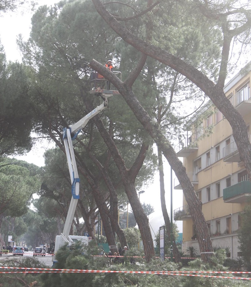 Cocciniglia e Pini, Basile PD: “salvaguardare il patrimonio arboreo significa salvaguardare l’ambiente”