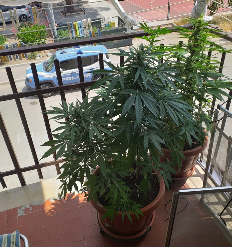 Coltivava marijuana sul balcone: arrestato dalla Polizia