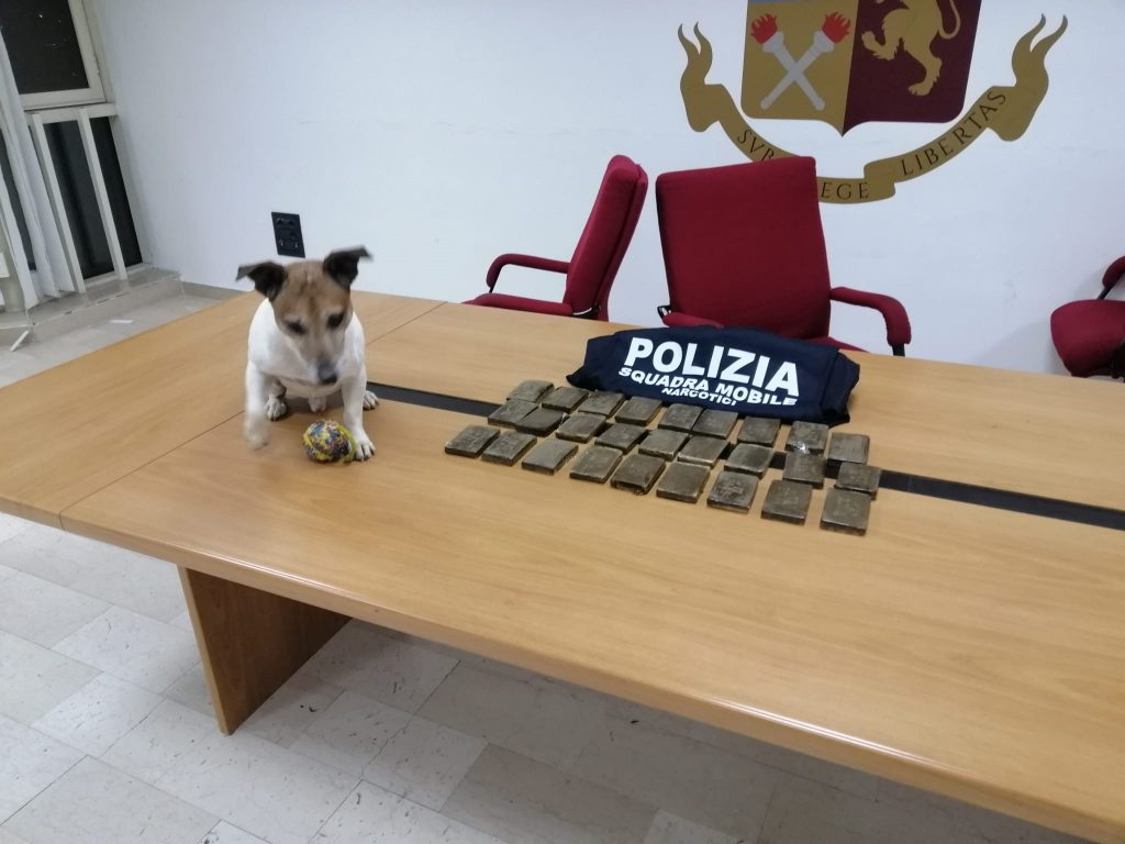 Il “Pocho” – un cane poliziotto Jack Russel Terrier – colpisce ancora