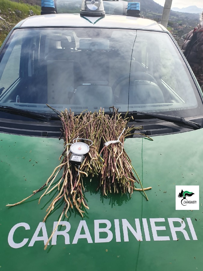 Campagna di controlli per la prevenzione degli incendi boschivi: Carabinieri Forestali sequestrano 87 kg di asparago selvatico