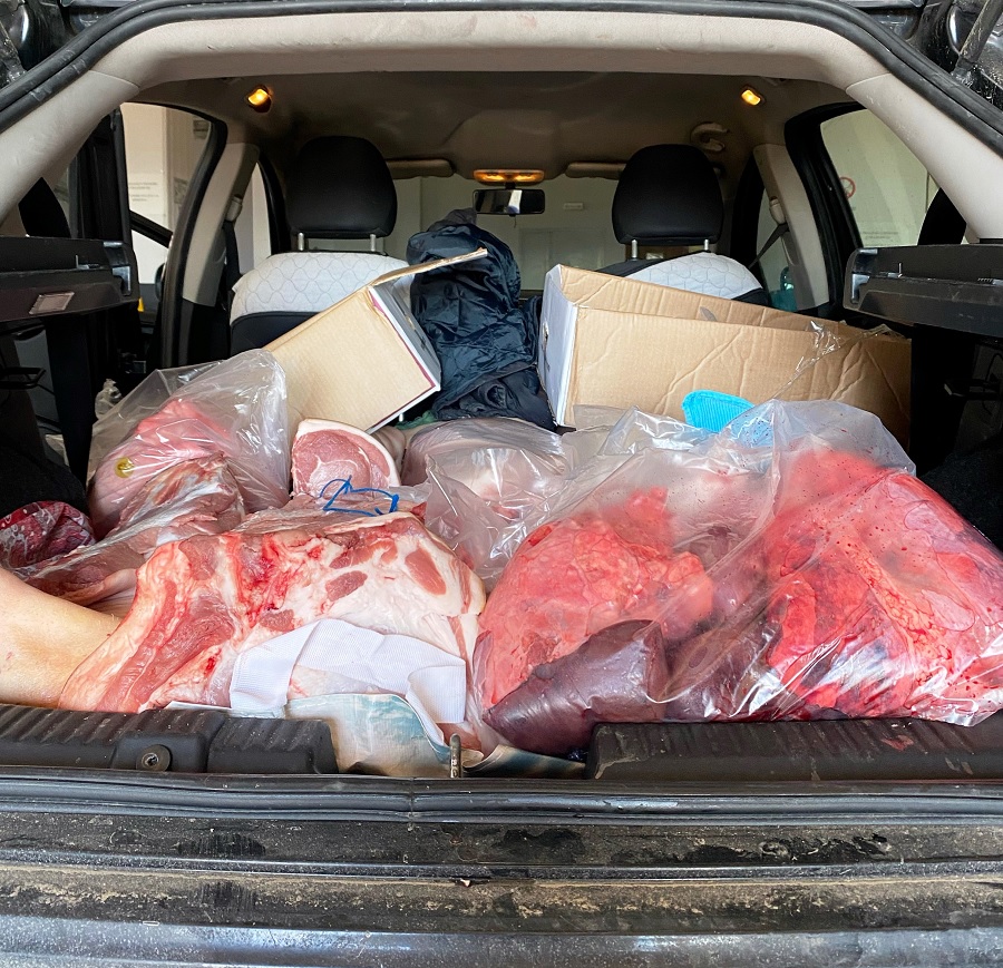 San Bartolomeo in Galdo: Denunciate due persone per trasporto di carne suina in cattivo stato di conservazione