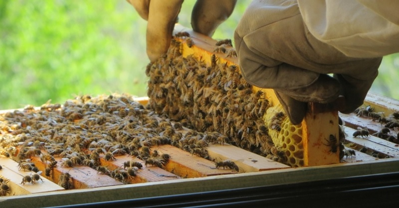 La Città di Benevento si doterà di un apiario urbano grazie alla sinergia tra Comune, Wwf e Rotary Club