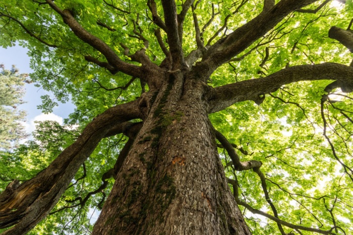 Giornata degli alberi, Uncem: piantare dove si può pianificare dove si deve