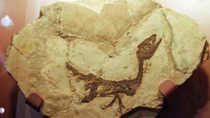 Il cucciolo di dinosauro Scipionyx samniticus (Ciro) al museo di Tokyo, ma è polemica: “Scelta non condivisa”
