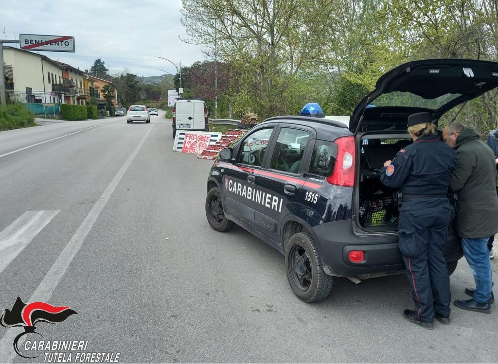 Carabinieri sequestrano prodotti alimentari privi di tracciabilità immessi sul mercato per Pasqua