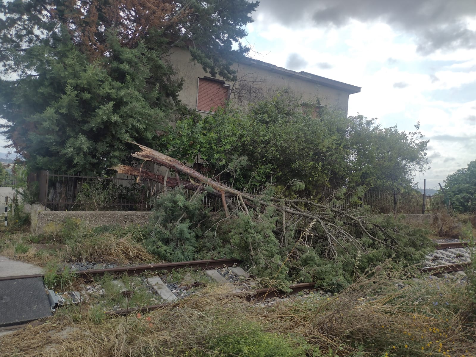 Pietrelcina. Il maltempo ha compromesso il raccolto ed ha fatto cadere due pini sulla ferrovia Benevento – Campobasso.